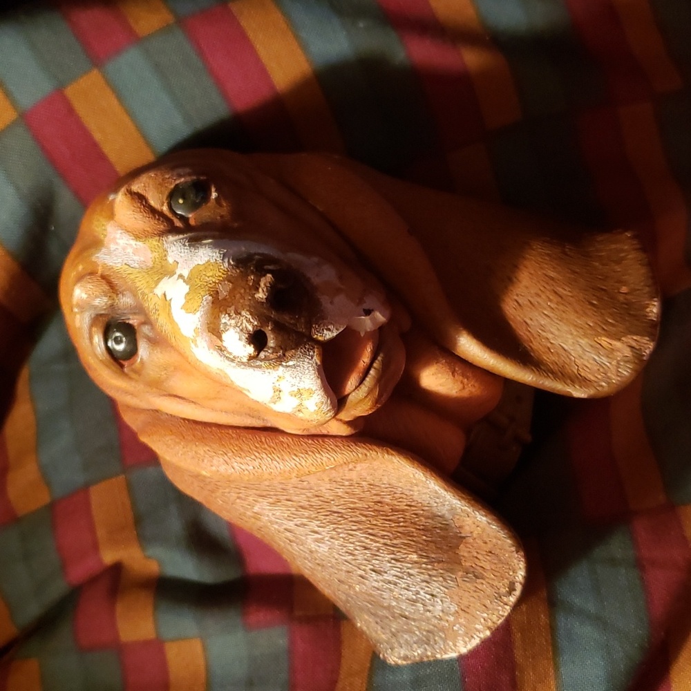 Bassett Hound Rare Vintage Bossons England Dog Chalk ware wall hanging MCM 1968